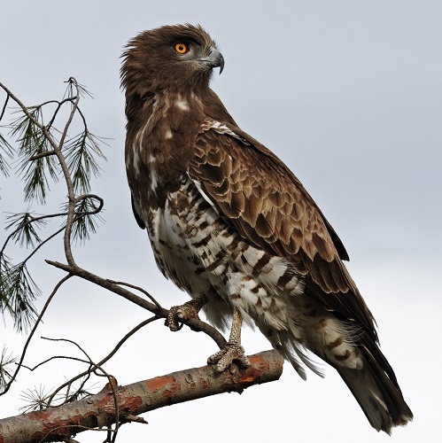 Terrestrial wildlife | Parc national des Calanques