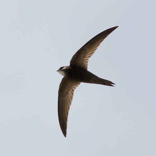 Terrestrial wildlife | Parc national des Calanques