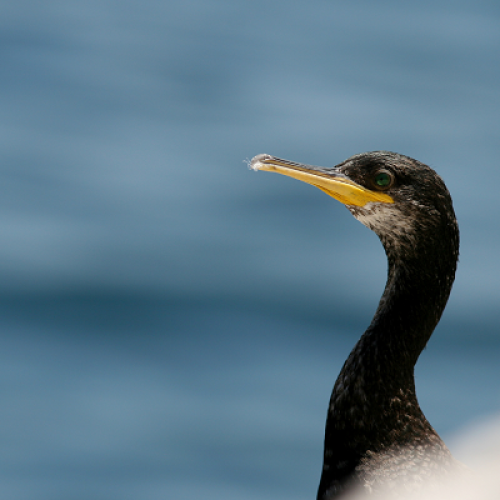 Phare cormoran