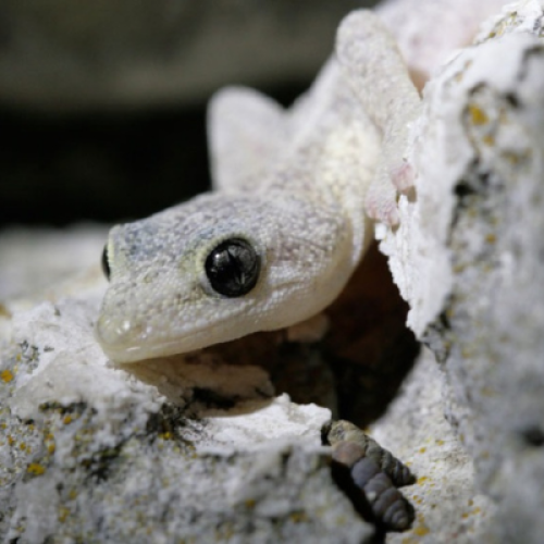Phyllodactyle d'Europe © Nicolas Bazin
