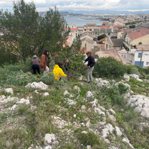 Chantier d'arrachage de luzerne arborescente au Mont-Rose