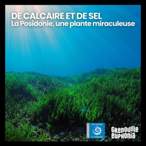 Visuel du podcast De Calcaire et de Sel