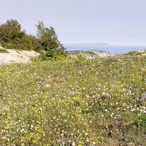 pelouse-a-annuelles-bulbeuses-marseilleveyre-calanques-marseille-cassis.jpg