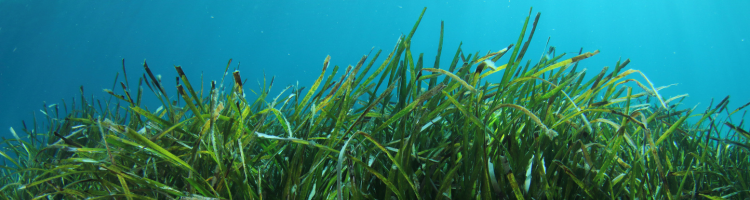 Visuel Posidonie