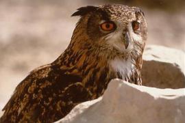 Hibou grand duc (bubbo bubbo)