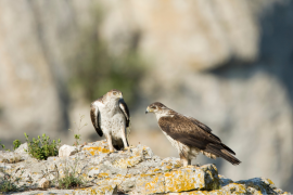 Couple d'aigle de Bonelli