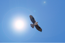 Aigle de Bonelli en vol