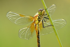 Sympetrum jaune d’or (Sympetrum flaveolum)