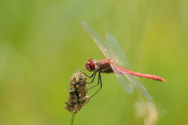 Sympétrum à nervures rouge (Sympetrum fonscolombii)