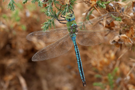 Anax empereur (Anax imperator)