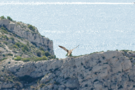 Envol de l'oiseau