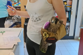 Oiseau au refuse