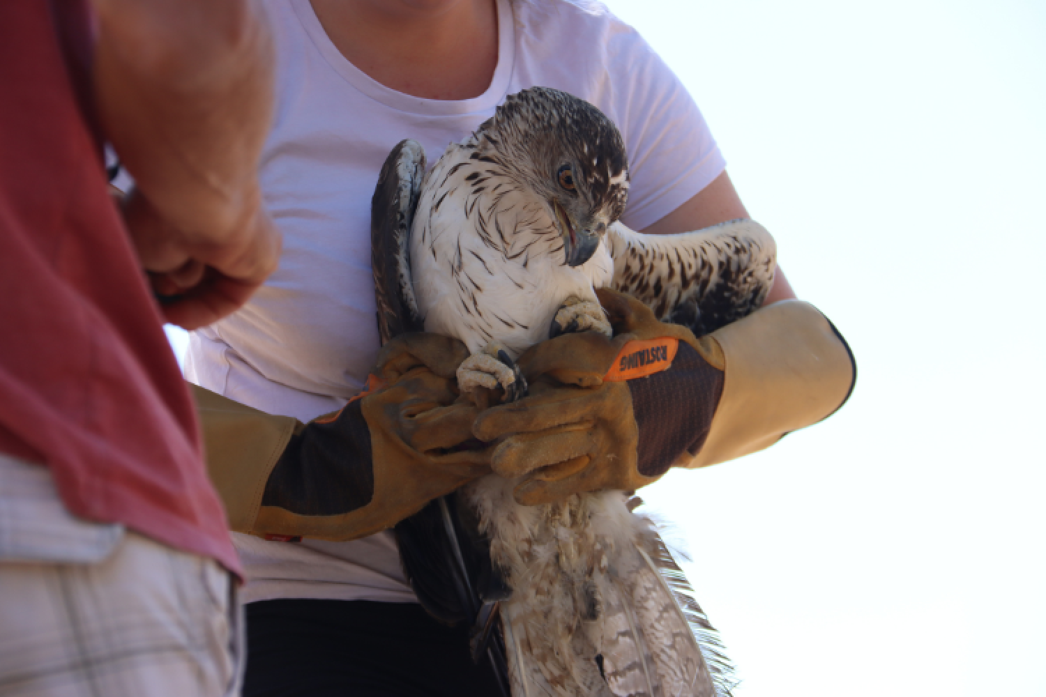 Aigle de Bonelli lors d'une opération de relâcher