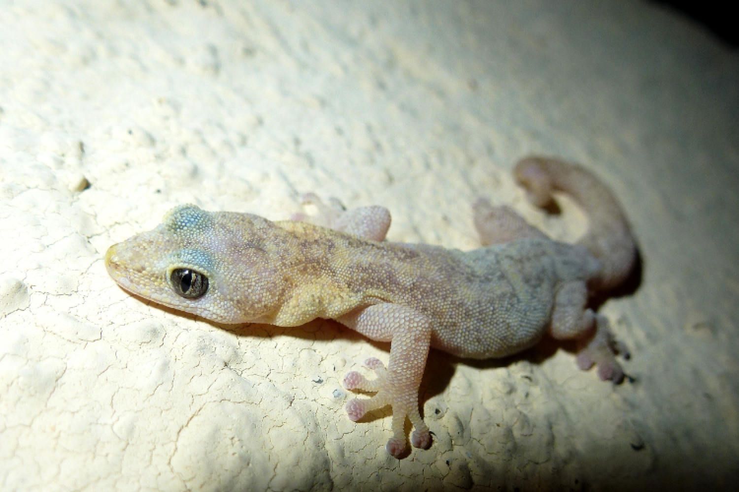 Phyllodactyle d'Europe © Jean-Patrick Durand