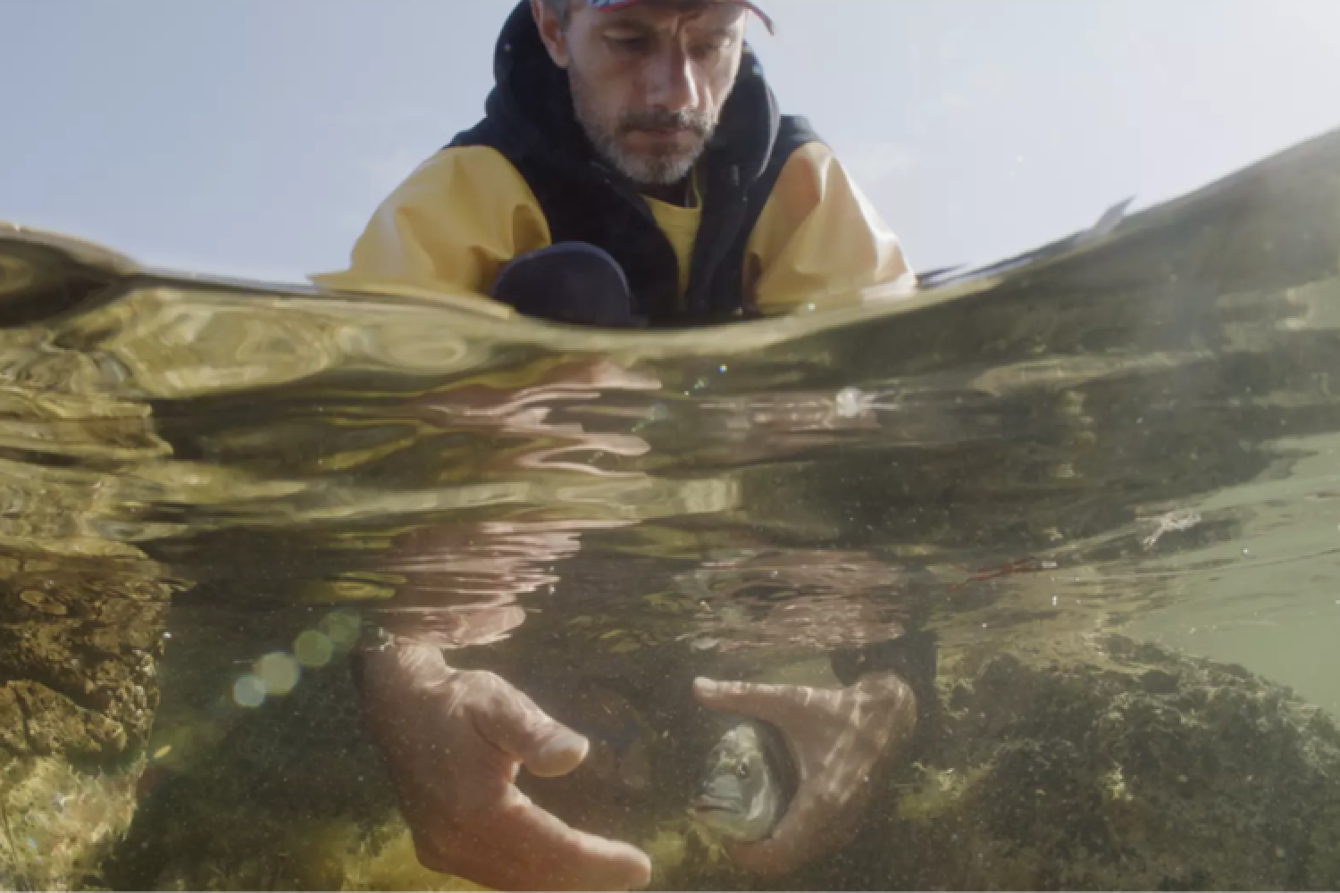 Relâcher d'une daurade