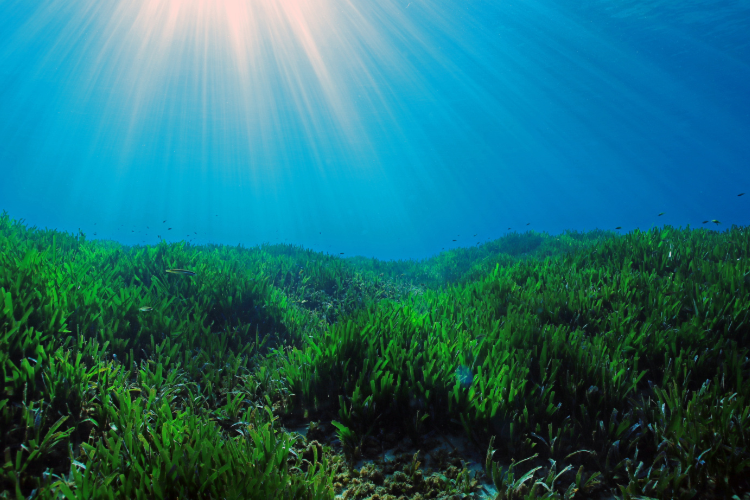 Herbier de Posidonie