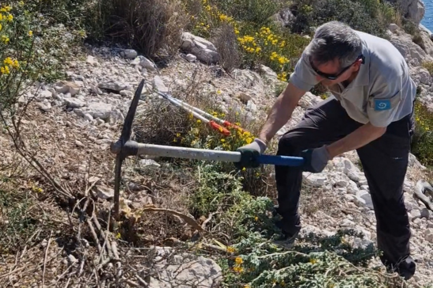 Arrachage de luzerne