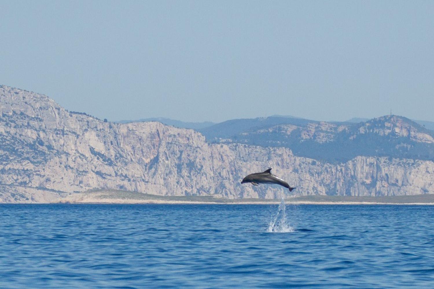 grand-dauphin-big-julie-jourdan-gecem-parc-national-calanques-marseille-cassis-la-ciotat.jpg
